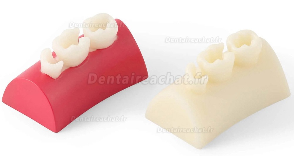 Bloc d'exercice dentaire en résine composite pour obturation des dents